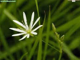 Attēlu rezultāti vaicājumam “Stellaria graminea”