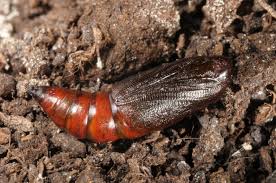 Attēlu rezultāti vaicājumam “Plagodis dolabraria”