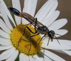 Attēlu rezultāti vaicājumam “Ammophila sp.”