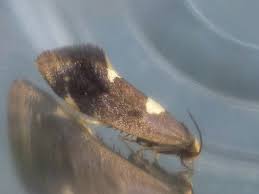 Attēlu rezultāti vaicājumam “Incurvaria oehlmanniella”