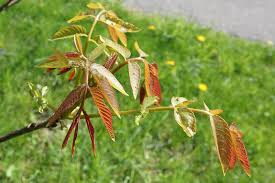 Attēlu rezultāti vaicājumam “Juglans regia leaf”
