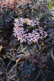 Attēlu rezultāti vaicājumam “Sambucus nigra flower”
