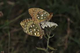 Attēlu rezultāti vaicājumam “Argynnis aglaja upperside”