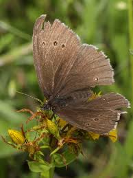 Attēlu rezultāti vaicājumam “Aphantopus hyperantus”