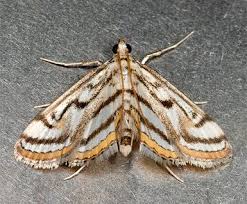 Attēlu rezultāti vaicājumam “Badhamiopsis scripta”