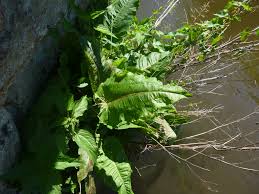 Attēlu rezultāti vaicājumam “Rumex aquaticus”