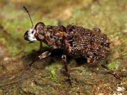 Attēlu rezultāti vaicājumam “Anthribidae”