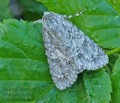 Attēlu rezultāti vaicājumam “Acronicta aceris”