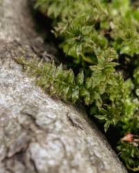Attēlu rezultāti vaicājumam “Plagiomnium cuspidatum sporophyte”
