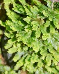 Attēlu rezultāti vaicājumam “Fissidens adianthoides sporophyte”