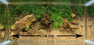 Attēlu rezultāti vaicājumam “Elatine hydropiper”