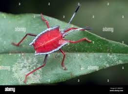 Attēlu rezultāti vaicājumam “Pentatomidae”