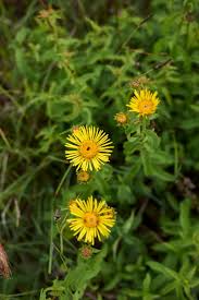 Attēlu rezultāti vaicājumam “Inula salicina leaf”
