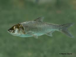 Image result for Hypophthalmichthys molitrix