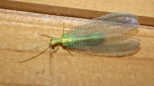 Attēlu rezultāti vaicājumam “Neuroptera”