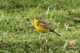 Attēlu rezultāti vaicājumam “Motacillidae”