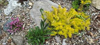 Attēlu rezultāti vaicājumam “Sedum rupestre leaf”