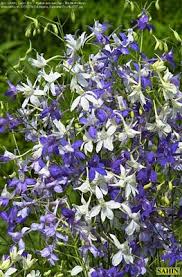 Image result for Consolida ajacis oder Consolida regalis