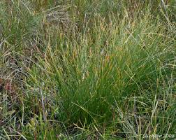 Attēlu rezultāti vaicājumam “Eleocharis quinqueflora”