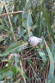 Attēlu rezultāti vaicājumam “Rabdophaga degeeri”