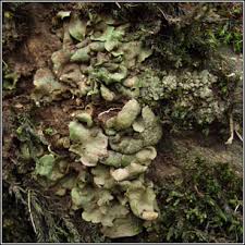 Attēlu rezultāti vaicājumam “Dermatocarpon luridum”