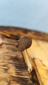 Attēlu rezultāti vaicājumam “Willkommlangea reticulata young”