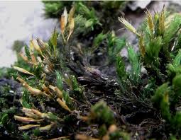 Attēlu rezultāti vaicājumam “Orthotrichum speciosum sporophyte”