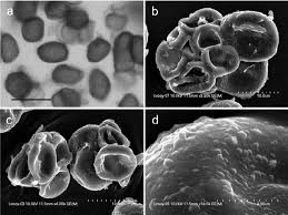 Attēlu rezultāti vaicājumam “Urocystis anemones”