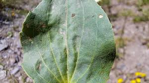 Attēlu rezultāti vaicājumam “Plantago major subsp. intermedia leaf”