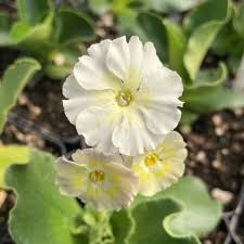 Attēlu rezultāti vaicājumam “Primula x margotae flower”