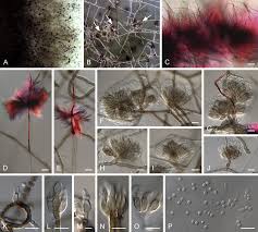 Attēlu rezultāti vaicājumam “Mollisia uda”