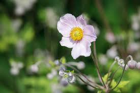 Attēlu rezultāti vaicājumam “Anemone sylvestris bud”