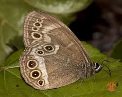 Attēlu rezultāti vaicājumam “Lopinga achine upperside”