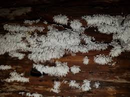 Attēlu rezultāti vaicājumam “Ceratiomyxaceae”