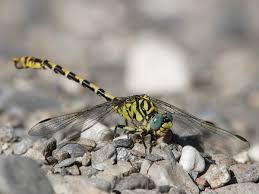 Attēlu rezultāti vaicājumam “Onychogomphus forcipatus”