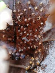 Attēlu rezultāti vaicājumam “Craterium sp.”