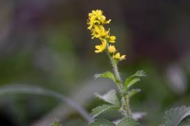 Attēlu rezultāti vaicājumam “Agrimonia pilosa leaf”