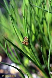 Attēlu rezultāti vaicājumam “Juncus alpinoarticulatus”
