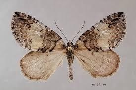 Attēlu rezultāti vaicājumam “Hydriomena impluviata”