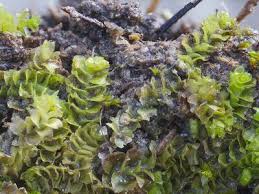 Attēlu rezultāti vaicājumam “Lophozia excisa”