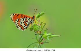 Attēlu rezultāti vaicājumam “Melitaea didyma male”