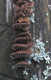 Attēlu rezultāti vaicājumam “Gloeophyllum abietinum”