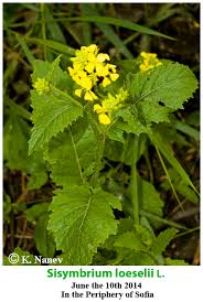 Attēlu rezultāti vaicājumam “Sisymbrium loeselii flower”