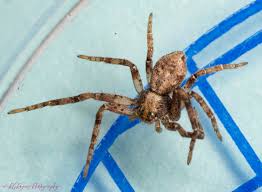 Attēlu rezultāti vaicājumam “Philodromus sp.”