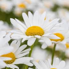 Attēlu rezultāti vaicājumam “Leucanthemum vulgare flower”