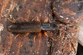 Attēlu rezultāti vaicājumam “Cucujidae”