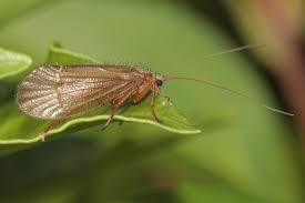 Attēlu rezultāti vaicājumam “Chaetopteryx villosa”