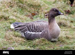 Attēlu rezultāti vaicājumam “Anser brachyrhynchus”