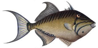 Image result for Balistes vetula