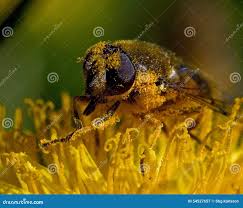 Attēlu rezultāti vaicājumam “Eristalis sp.”